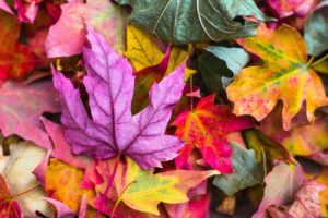 feuilles automne