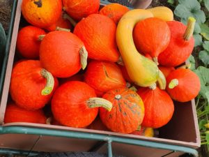 potirons citrouilles