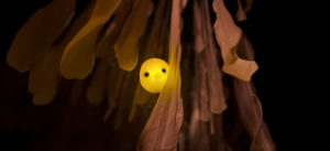 Spectacle (é)mouvoir Momix