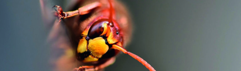 Attention au frelon asiatique