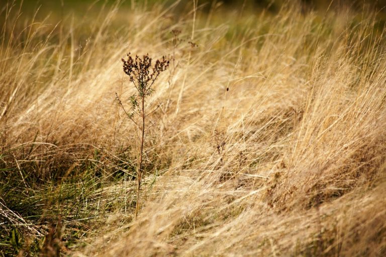 Alerte sécheresse : restrictions de l&rsquo;usage de l&rsquo;eau